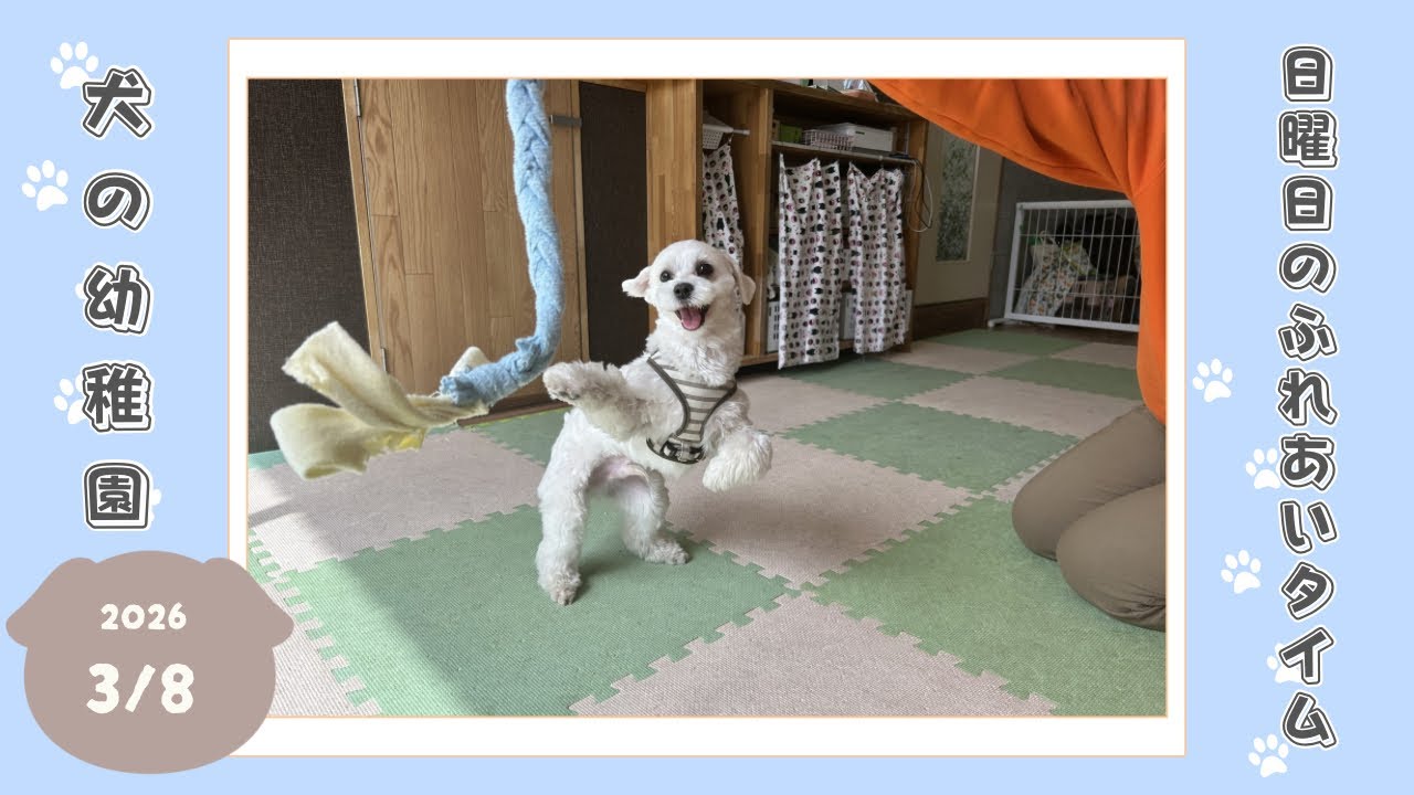 【犬の幼稚園】わんわんようちえん　日曜日のふれあいタイム