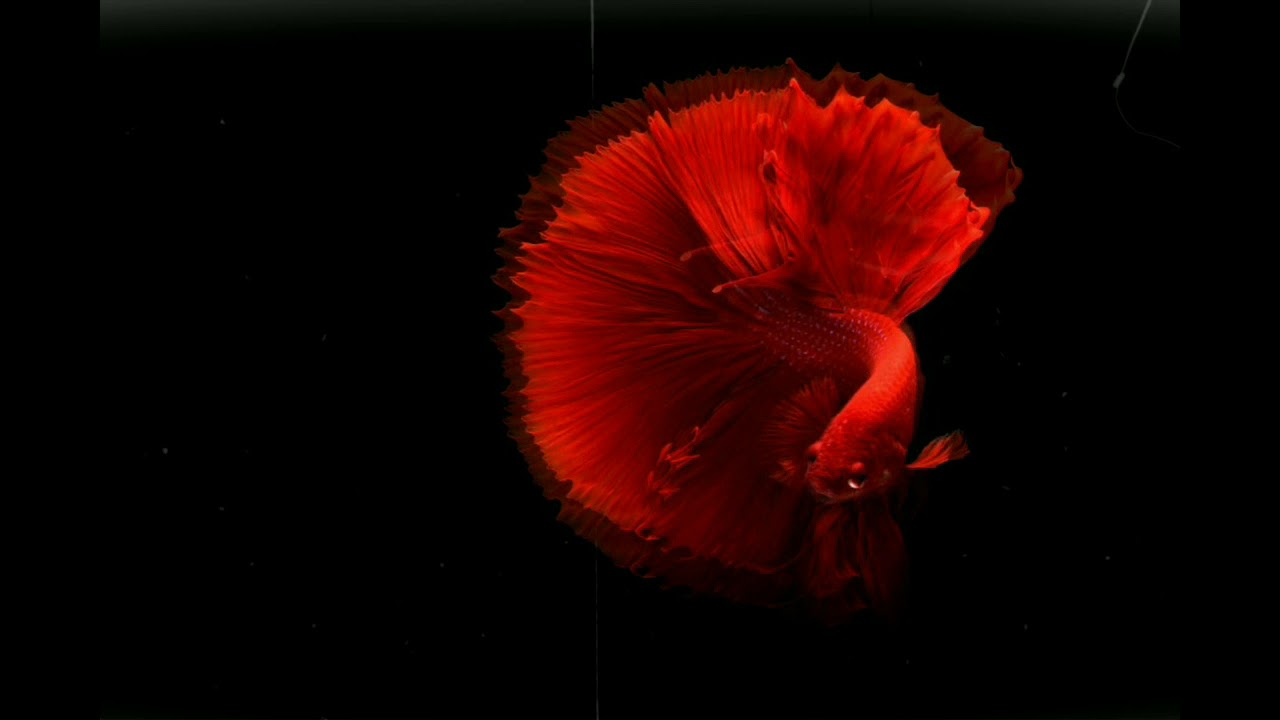 Union Jack - Red Herring ( UMEK Remix )