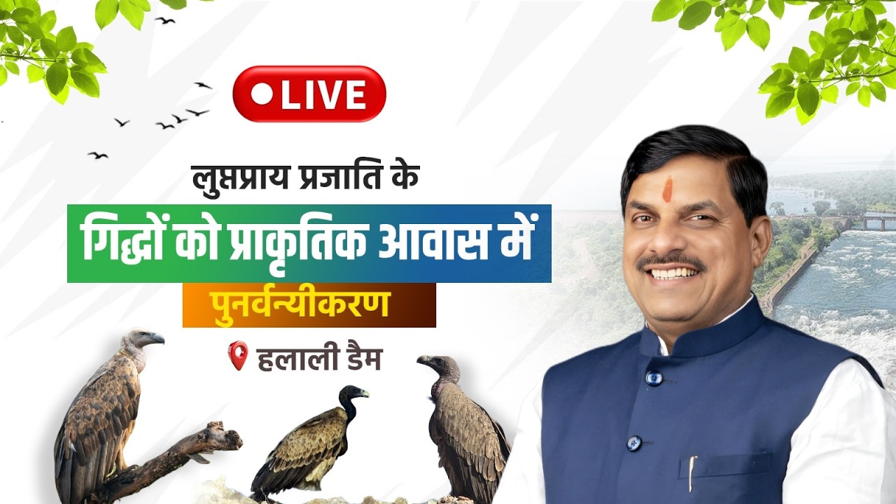 LIVE : हलाली डैम क्षेत्र में लुप्तप्राय प्रजाति के गिद्धों को प्राकृतिक आवास में पुनर्वन्यीकरण