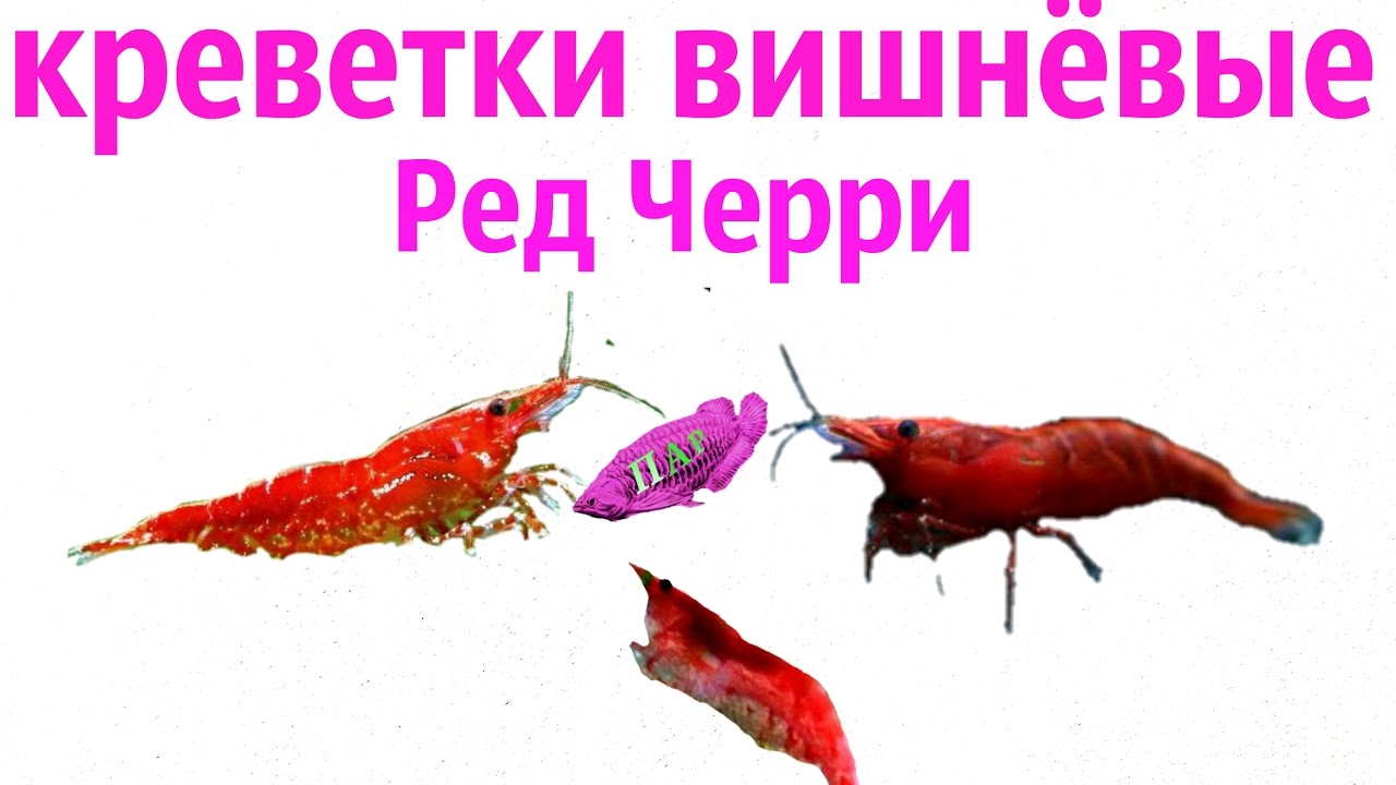 Креветки вишенки с нуля.Ред Черри.Neocaridina Heteropoda var. Red