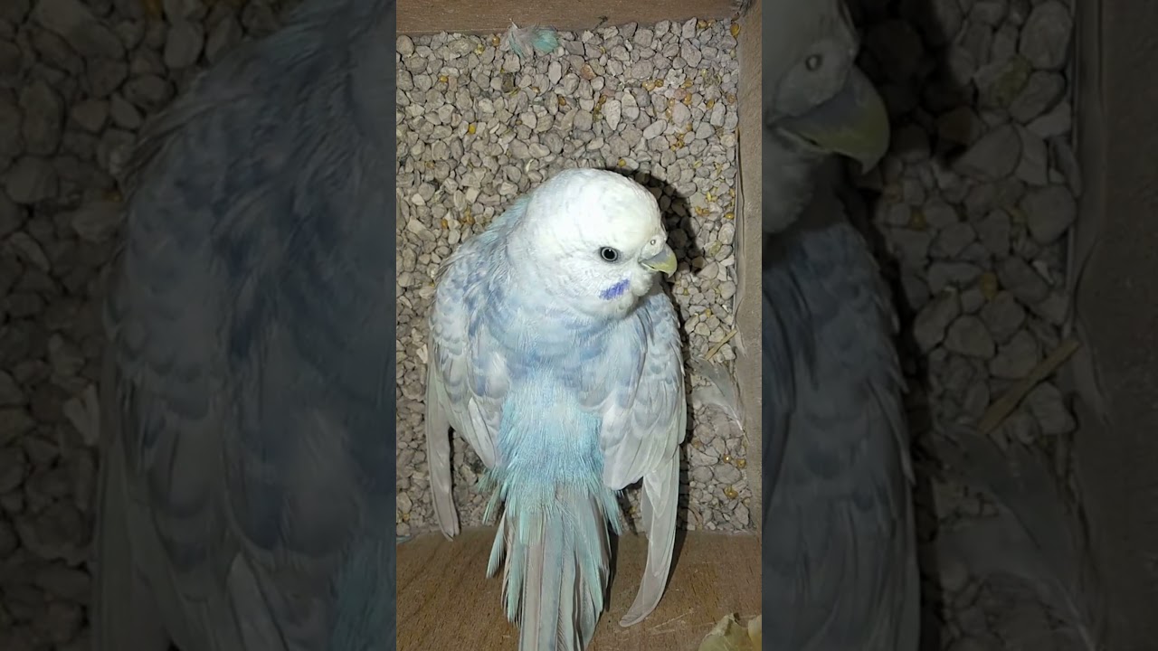 شاهد فرحة أنثى البادجي العاقر بعد أن وضعنا لها فرخ للتبني