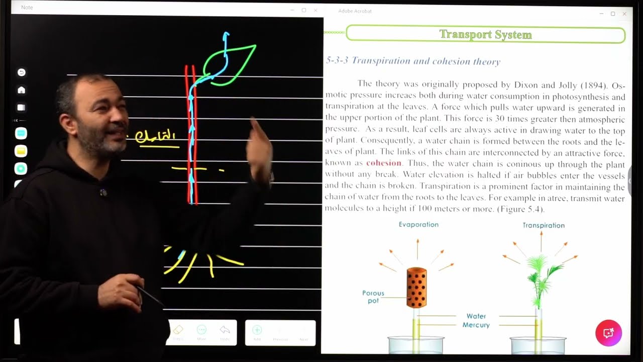 Lesson 25: Transport in plants 2