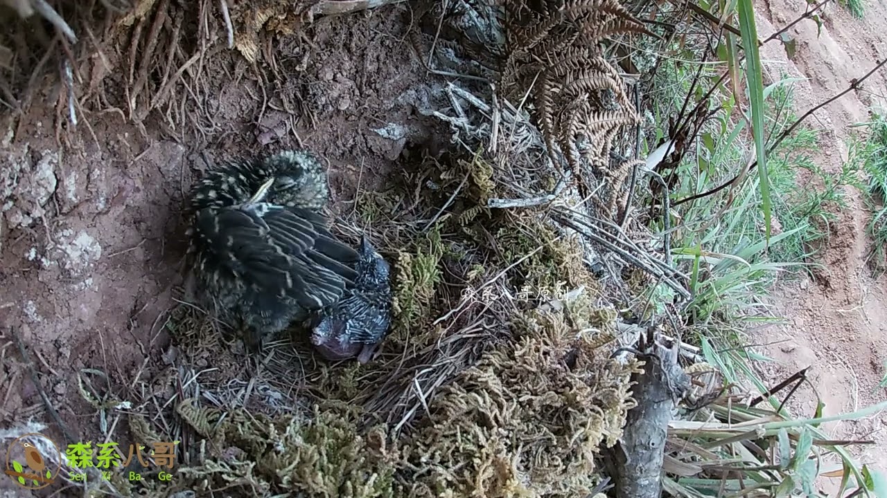 The Ending of the cuckoo: Captured by an Owl杜鹃鸟的大结局：被猫头鹰抓走了，2只小鸟离巢了