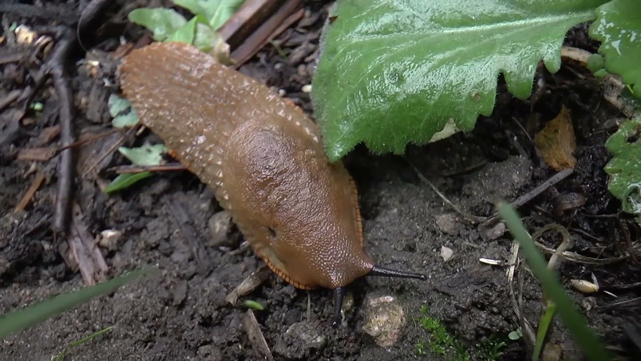 Wildlife Garden Diary Compilation for 2022