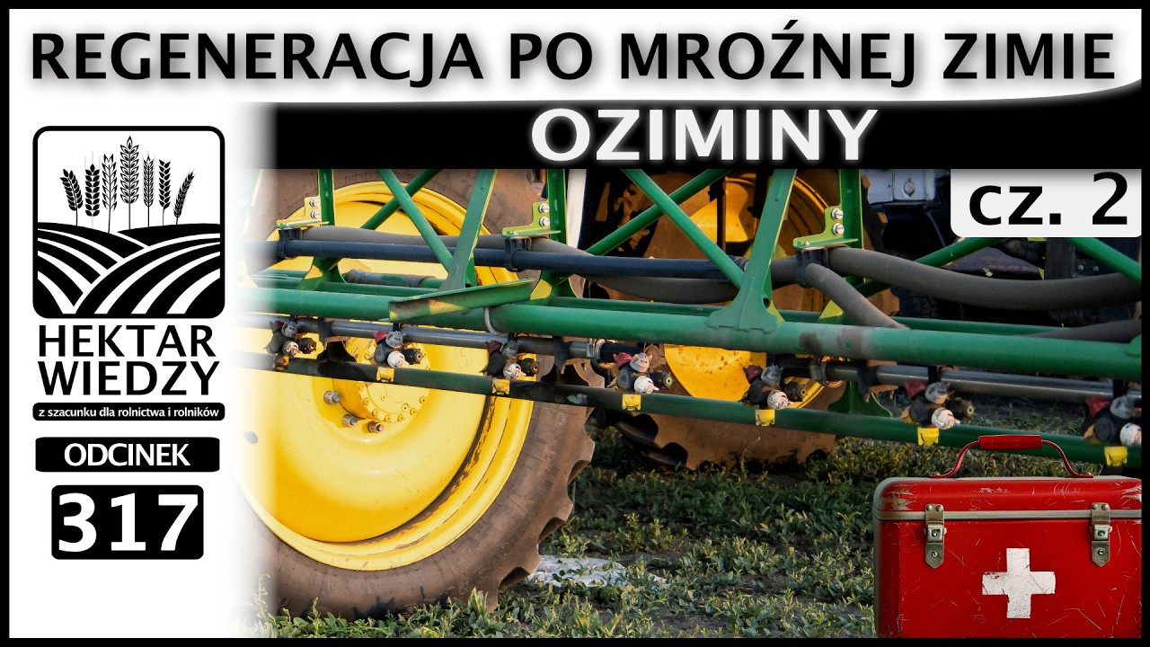 REGENERACJA PO MROŹNEJ ZIMIE - OZIMINY. (Część 2.) | ODCINEK 317