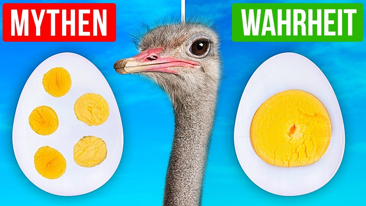 Fakten Quiz: 36 Wahrheiten... Oder Mythen?