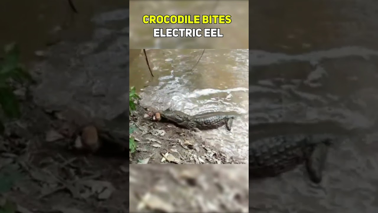 CROCODILE BITES ELECTRIC EEL #wildlife #animal