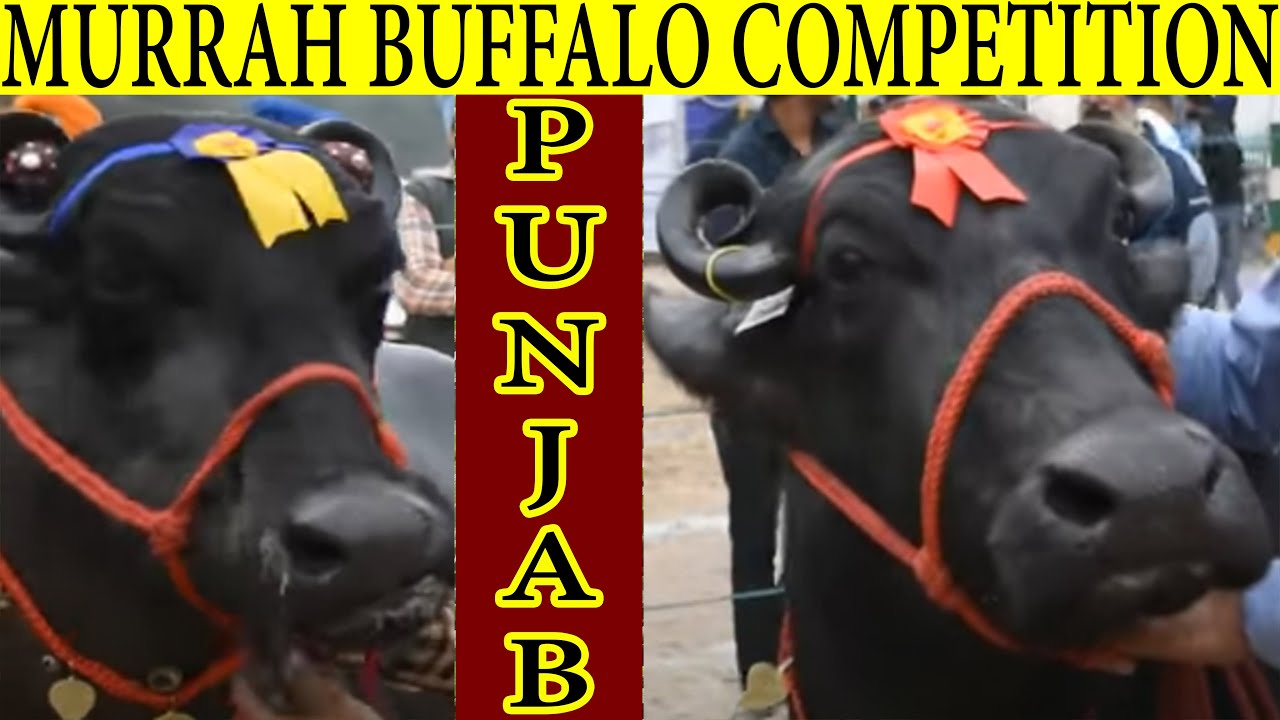 Winners of Murrah Buffalo Competition Fatehgarh Sahib Punjab, India