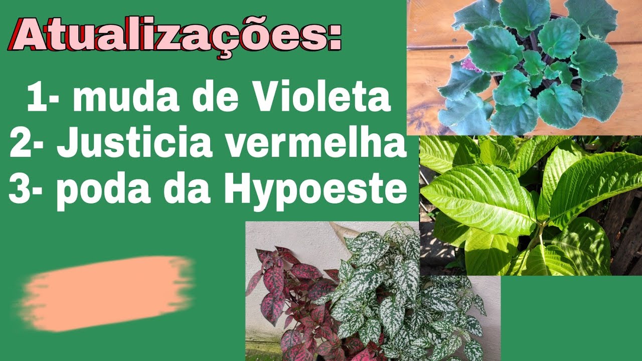 O que aconteceu com a  Hypoeste, depois da poda radical? 😱