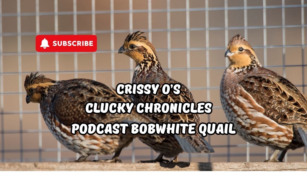 Podcast Show Bobwhite Quail #backyardflock #fyp #bobwhite #quailfarming #raisingchicks #birds