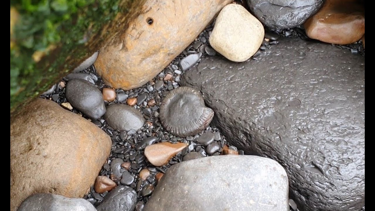 Rare ammonites at Ravenscar
