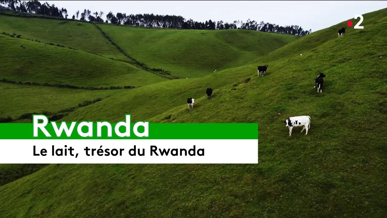 🇷🇼 Rwanda : Le lait, trésor du Rwanda