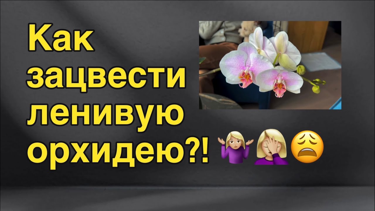 Орхидея не цветёт | Стимуляция | Цветоносы