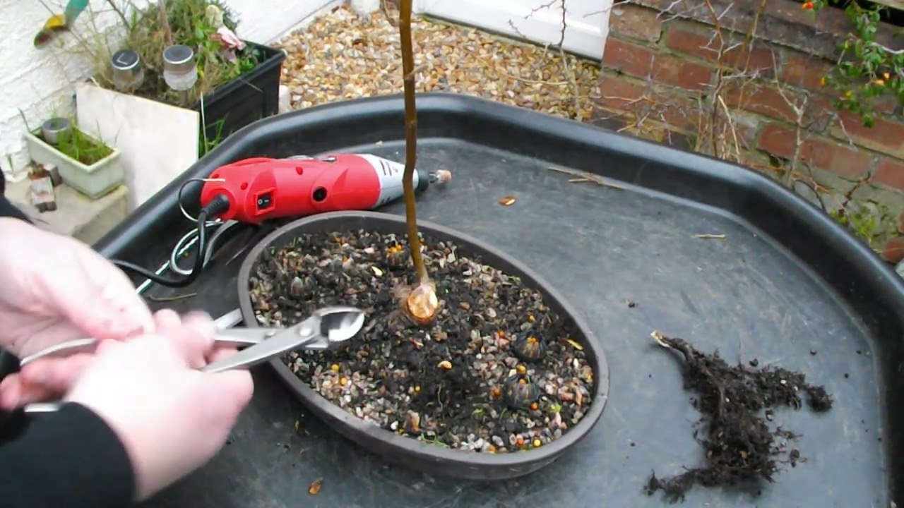101  Holly tree of the month, Rowan tree carving & Escallonia tidy up .