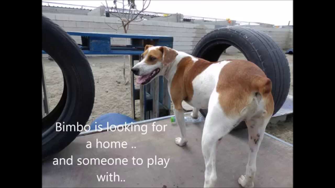 Animalinneed: Playing with Bimbo