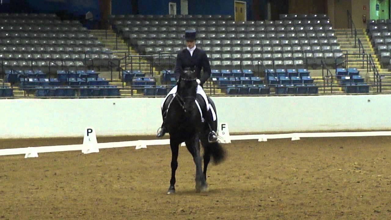 The black Morgan stallion, GKB Coal Magic:Musical Freestyle