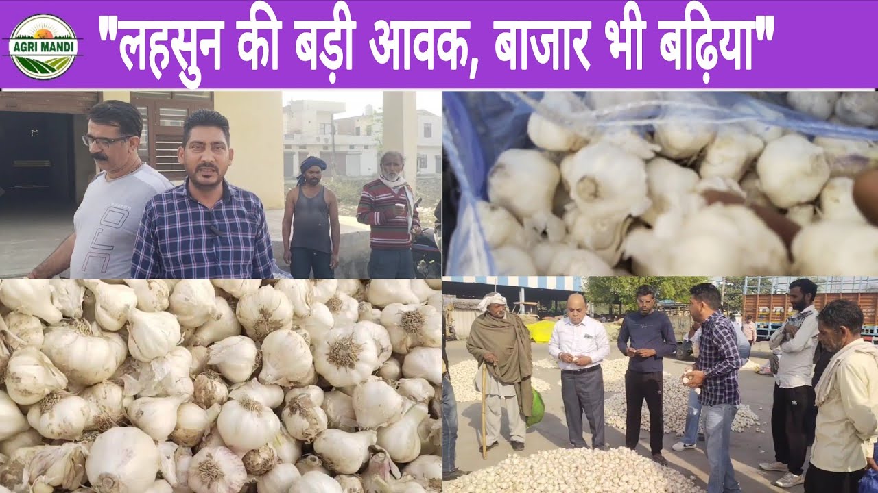 11/03/26 मंडी 📝 आलू प्याज लहसुन बुधवार बाजार रिपोर्ट #lahsun #onion #potato #garlic #थोक