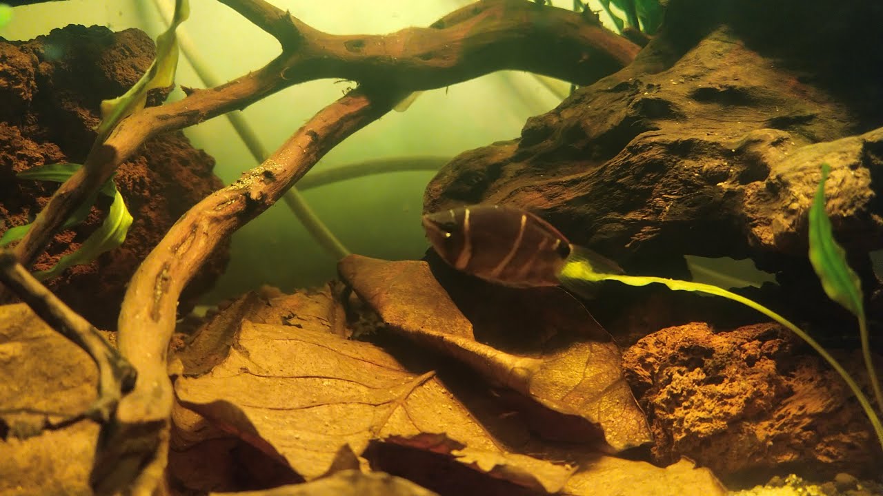 My chocolate gouramis! 🍫🍫🍫