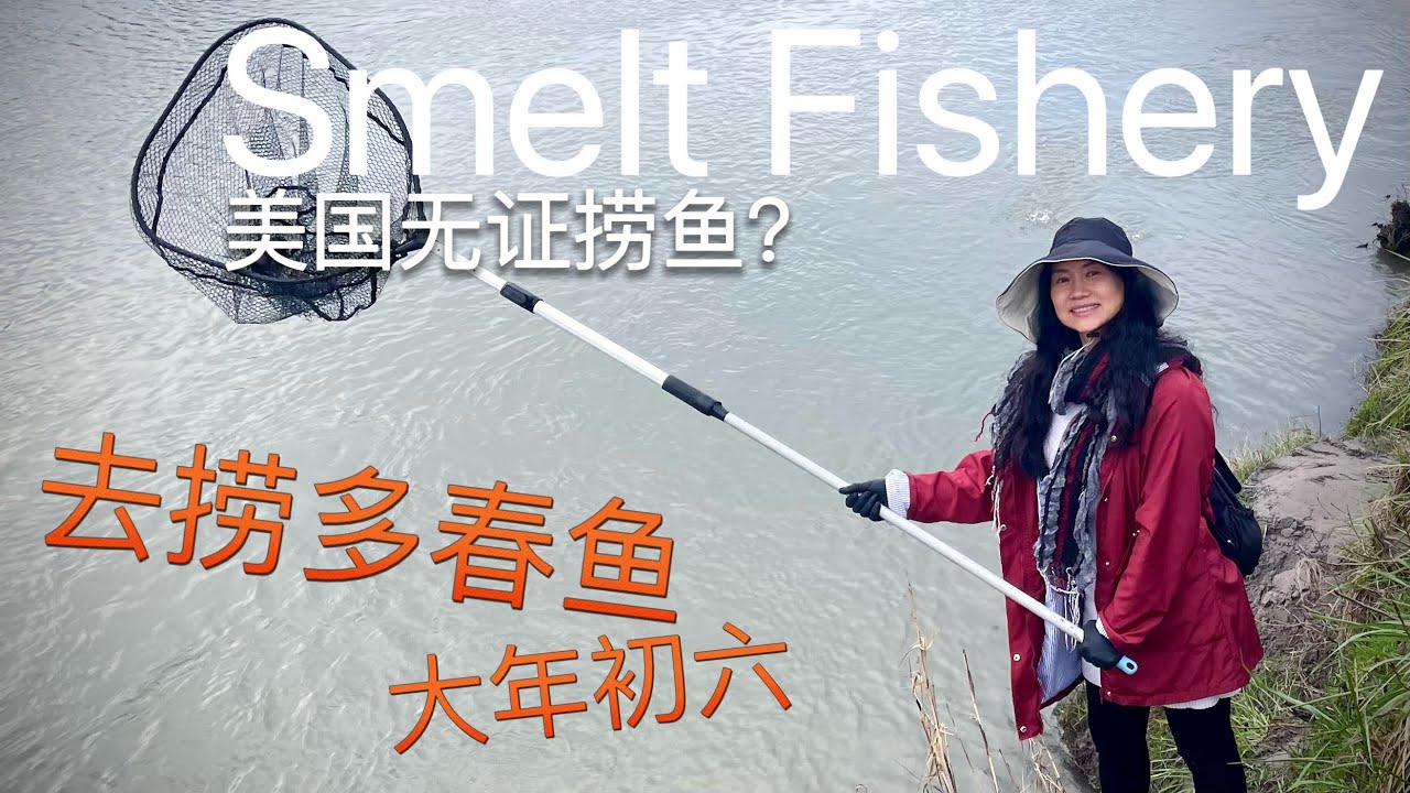多春鱼免费捞！大年初六 (With CC)｜Smelt Fishery #Smelt fishery #No fishing license #免费捞多春鱼