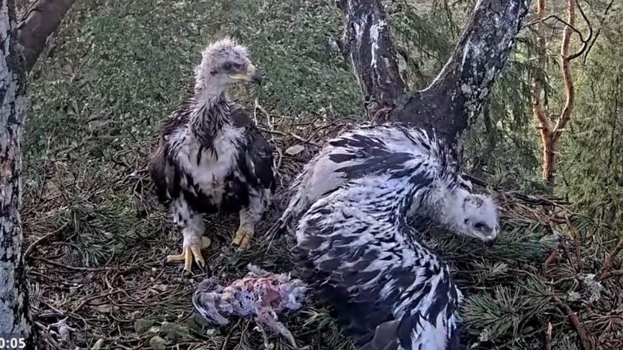 Kaljukotkas 2 | Golden Eagle | Elder eaglet angry on elder sibling and steal prey | June 19, 2024