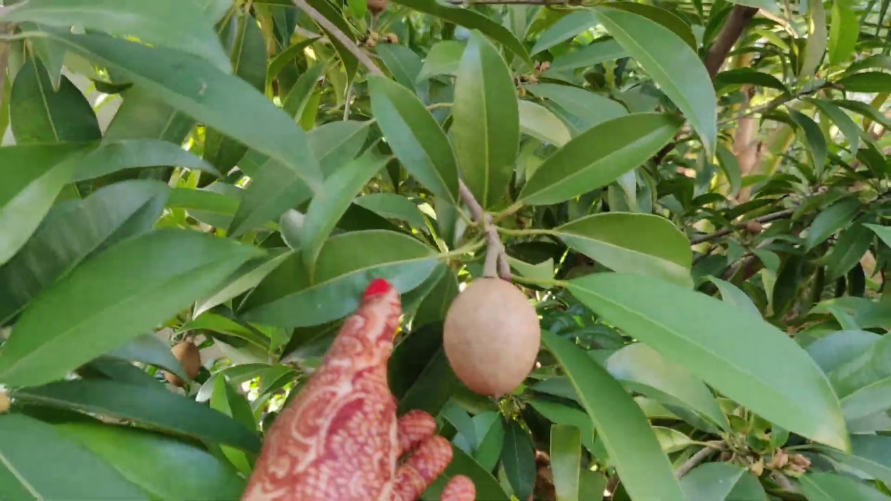 The Grouth of sapota (chikoo)  fruit 🌱🌿- Small visit to my village garden