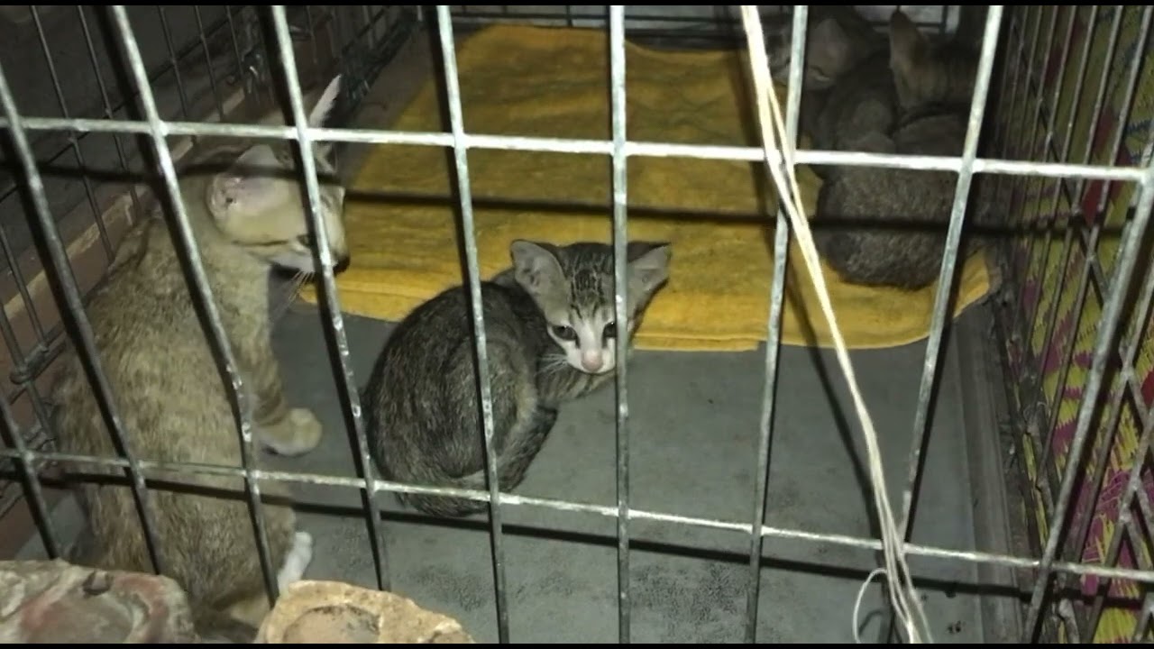Cat is very cute, lovely is animals.