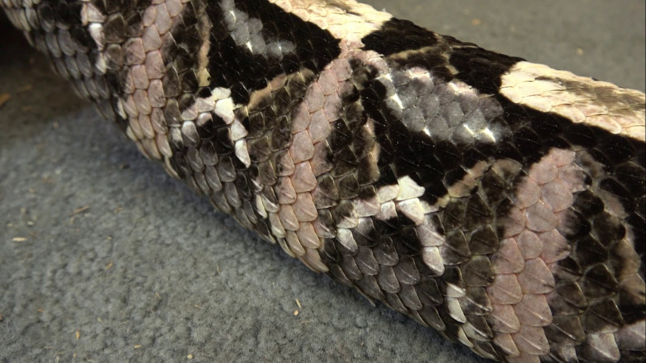 Pink's Stroll & Other Large Adders