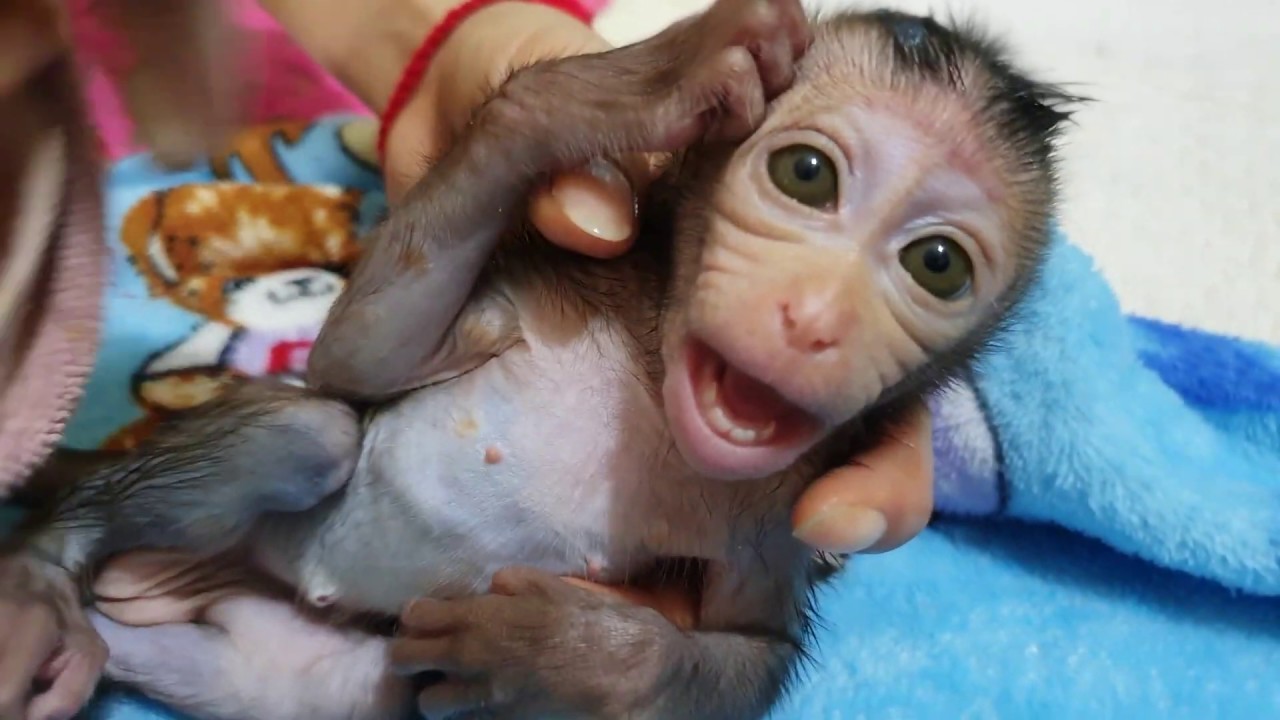 Baby Monkey Lori Cry Very Much when Mom Take A Bath