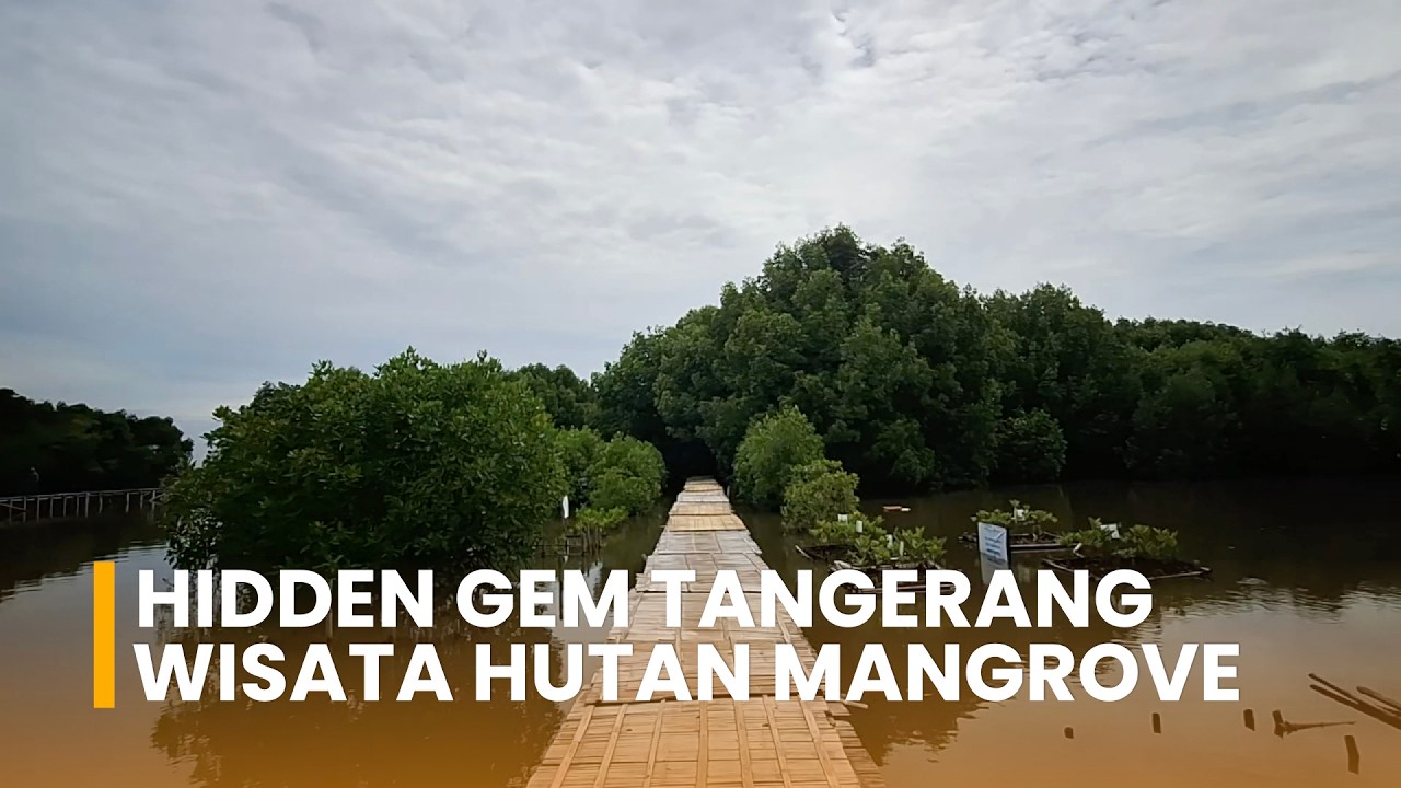 Hidden Gem Tangerang! Mancing & Wisata Keluarga di Hutan Mangrove Teluknaga