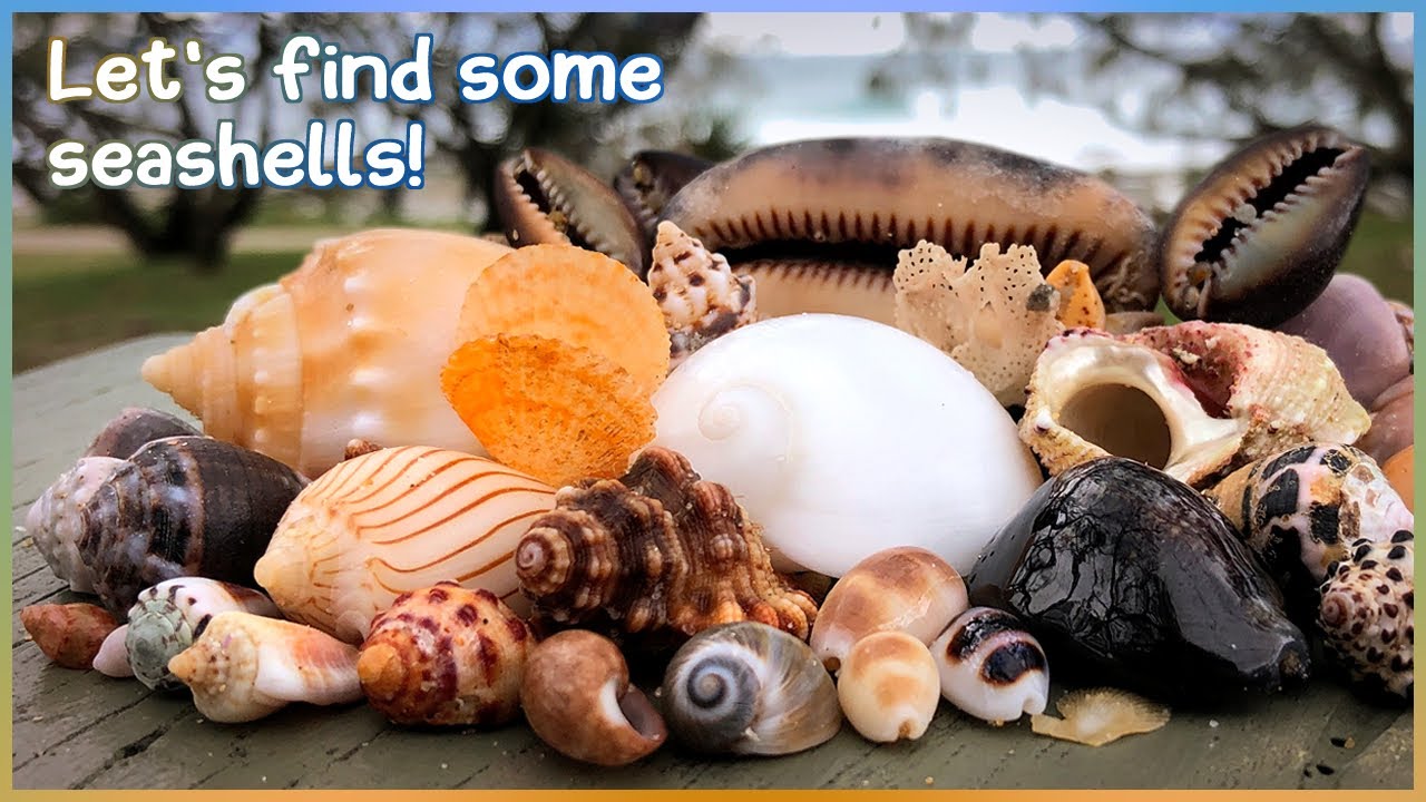 Finding Seashells in the Tide Pools | Angaria Shell [Virtual Shelling]