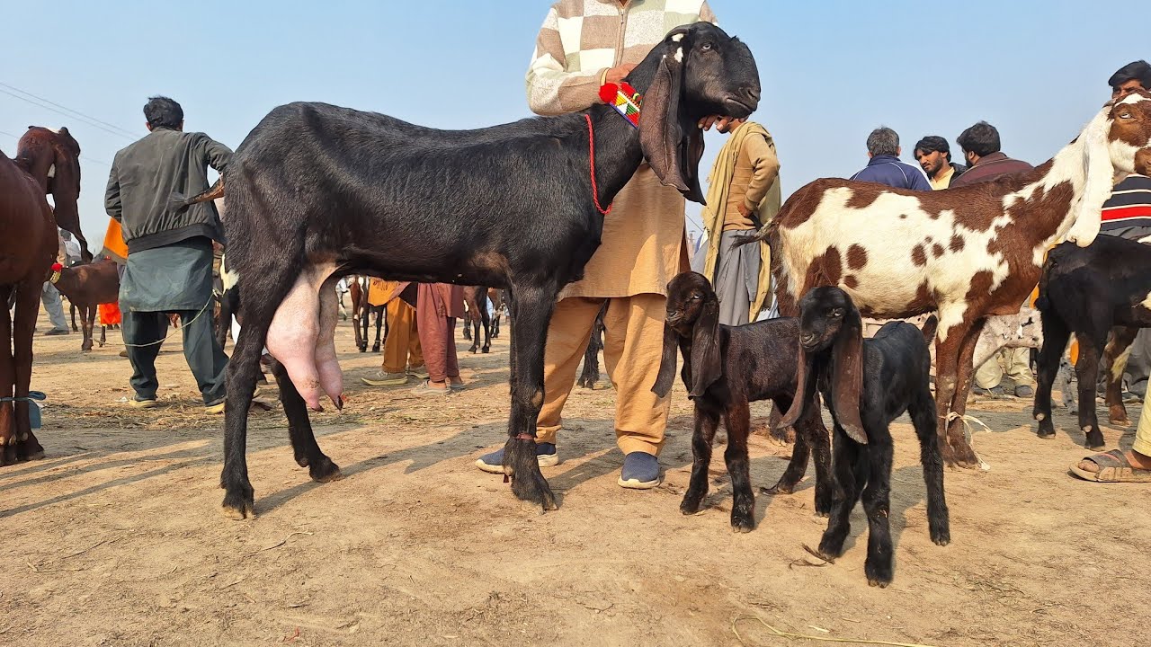 Today Letast Update Bakra Mandi Punjab Sahiwal Top Class Ki Beetal Ghban Bakryian