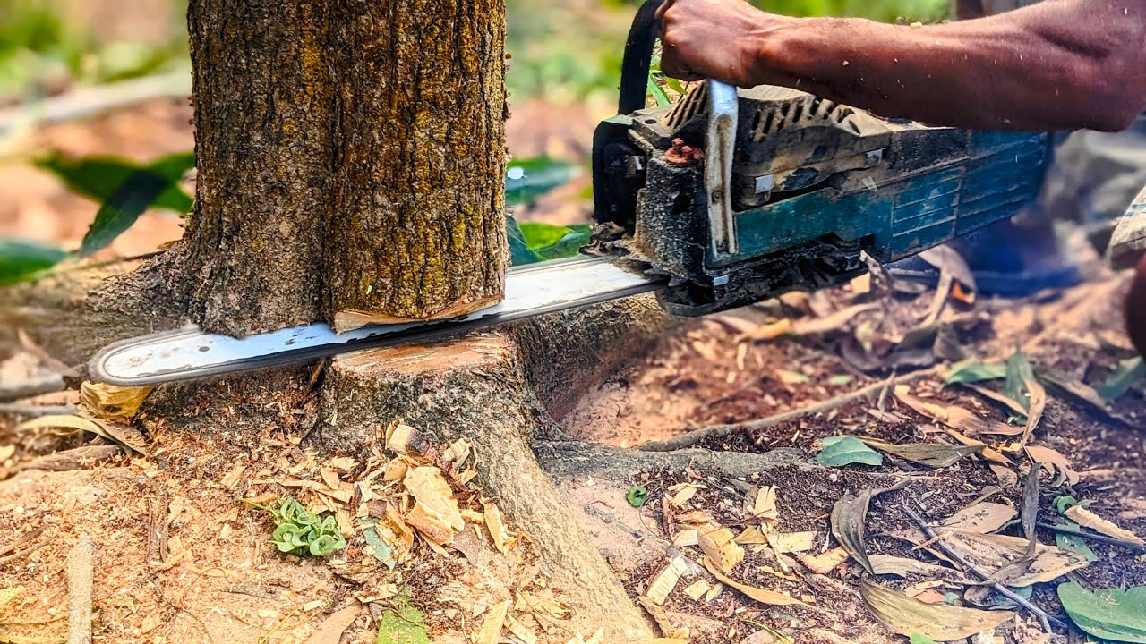DANGEROUS TREES! Severe Lean, How to fell a tree with hard lean//wood cutting skills