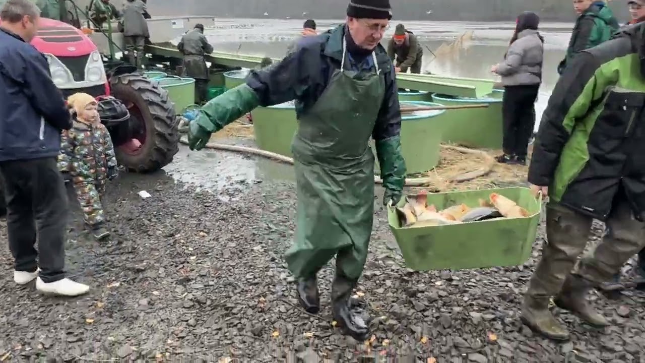 Skučák výlov 15.11.2024 (4K)