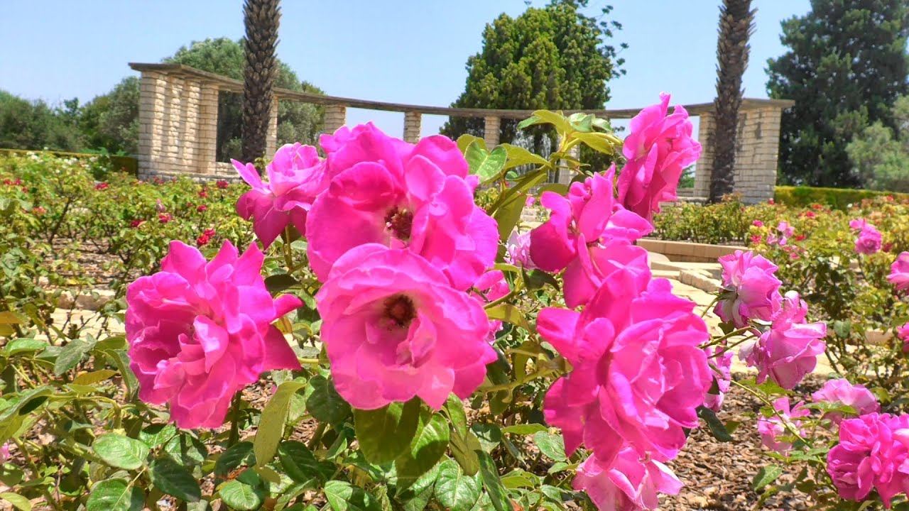 רמת הנדיב - גני זיכרון Ramat Hanadiv Memorial Gardens: Edmond James de Rothschild  - June 2023