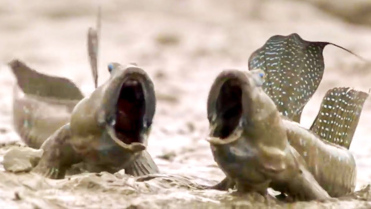 Top 5 Animal Adaptations | BBC Earth