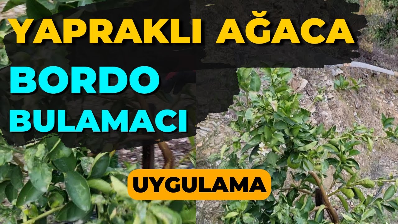 Yapraklı Ağaca Bordo Bulamacı Nasıl Uygulanır? #tropikaltopraktv #bordobulamacı #tarım