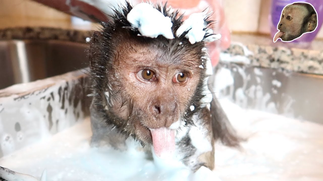 Capuchin Monkey Takes FOAMY Bubble Bath!