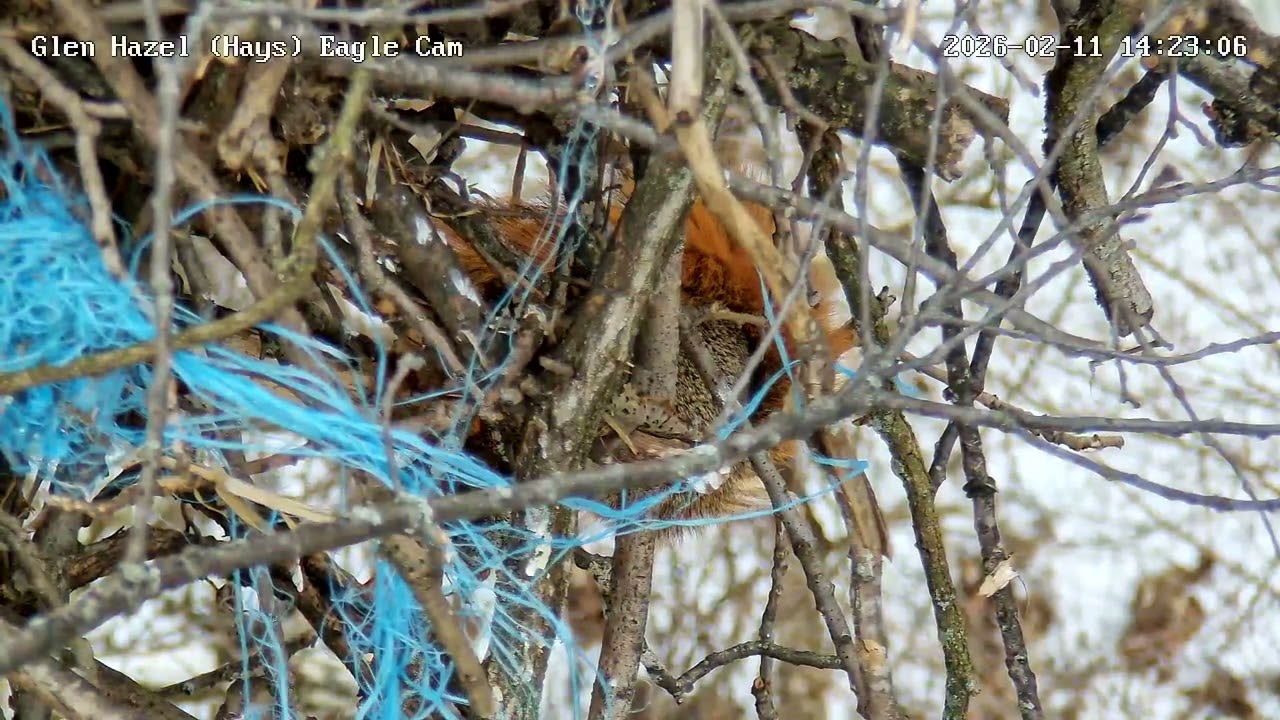 Glen Hazel Eagles Fox Squirrel Hazel plays peek-a-boo under the nest 2.11.26