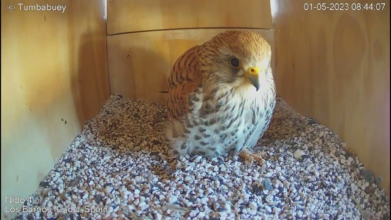 Lesser Kestrel Nest Box 24 hour Time-lapse