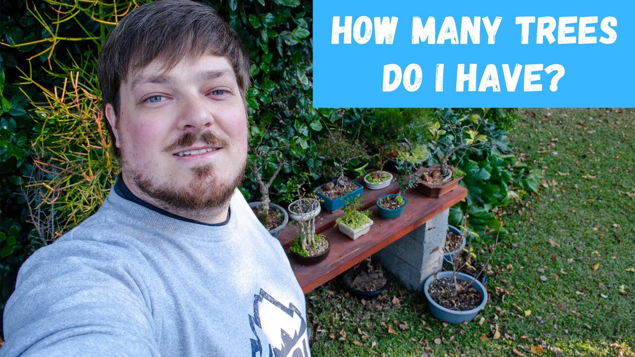 Counting Bonsai Trees & Winter Updates 2022