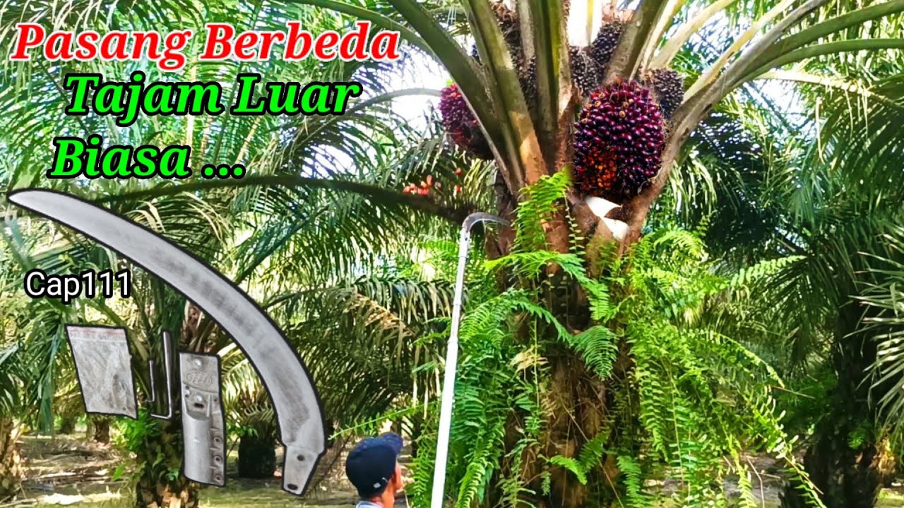 DUA CARA BERBEDA PASANG SABIT [ CAP 111] BUAT PANEN SAWIT DAN PRUNING SAWIT