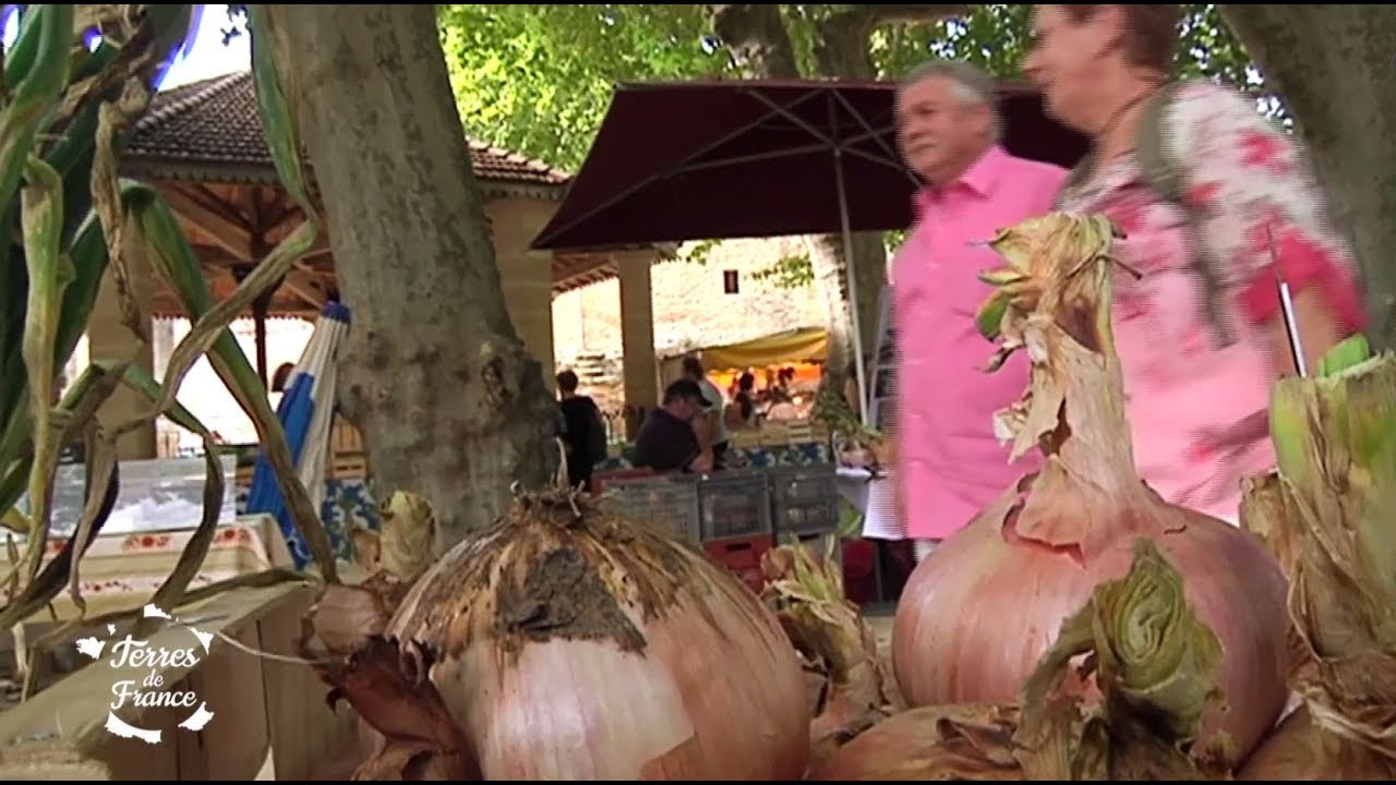 Les oignons doux du Gard - Terres de France
