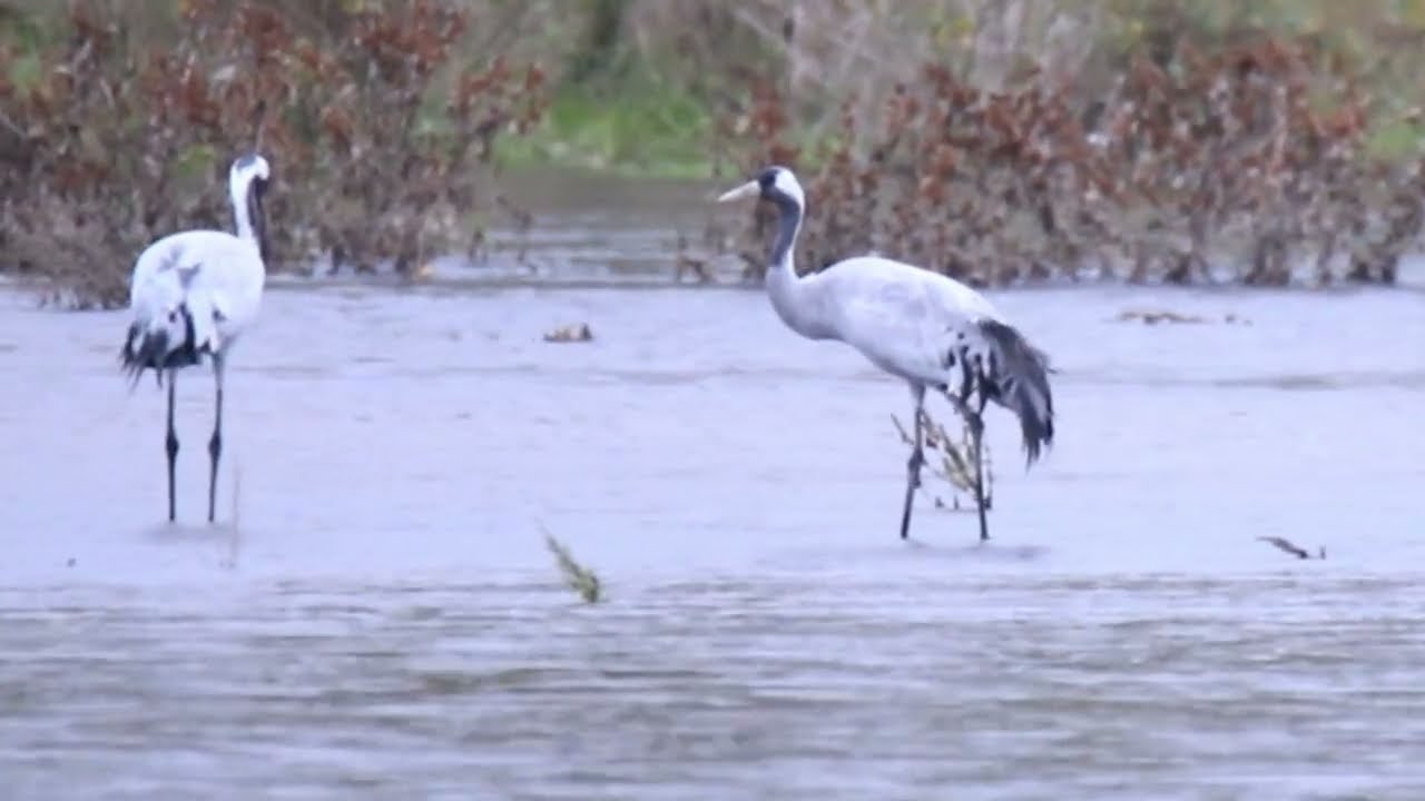Les Grues Cendrées de l'Allier