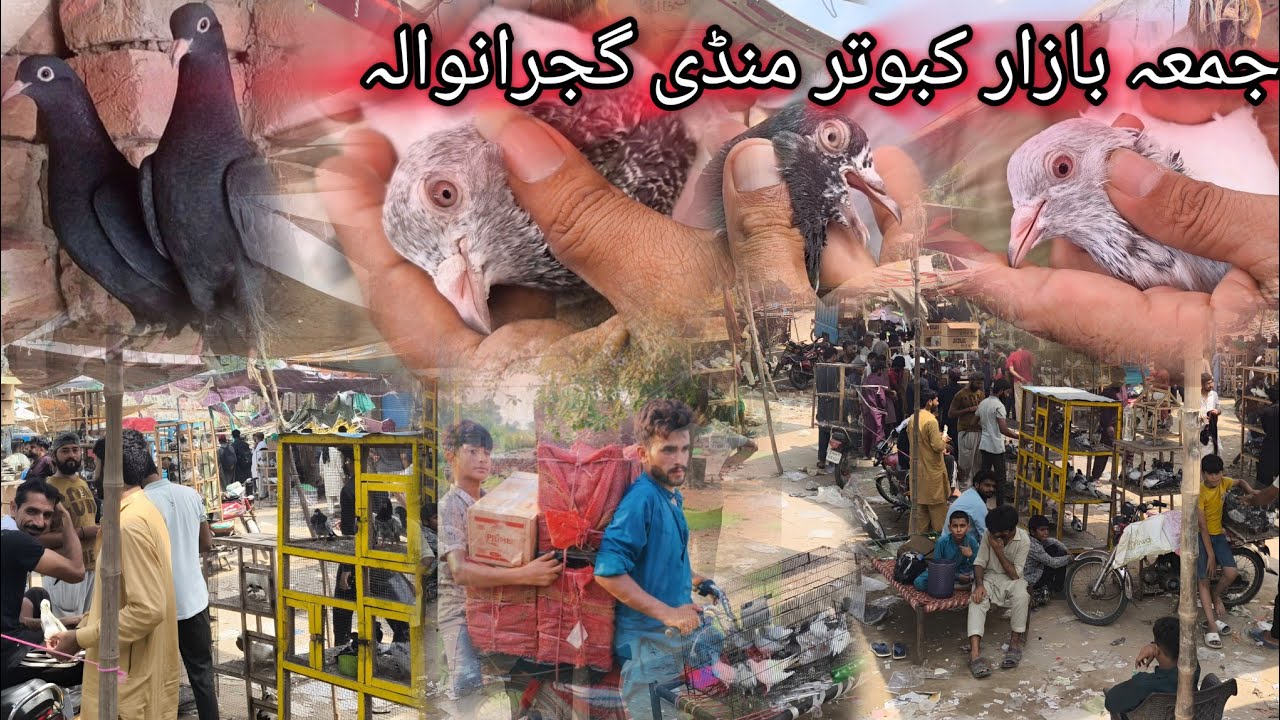 Gujranwala kabutar mandi || Friday pigeon & birds market Gujranwala 