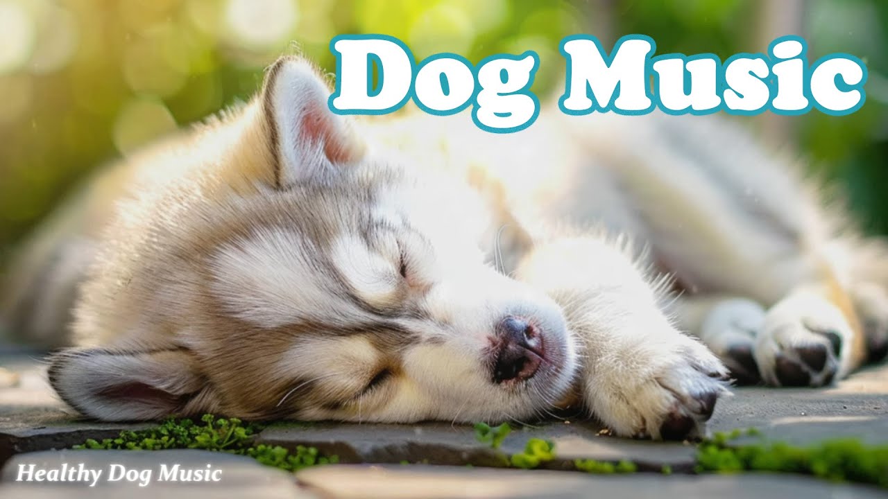 Музыка для сна у собак💖Успокаивающая музыка для собак 💖