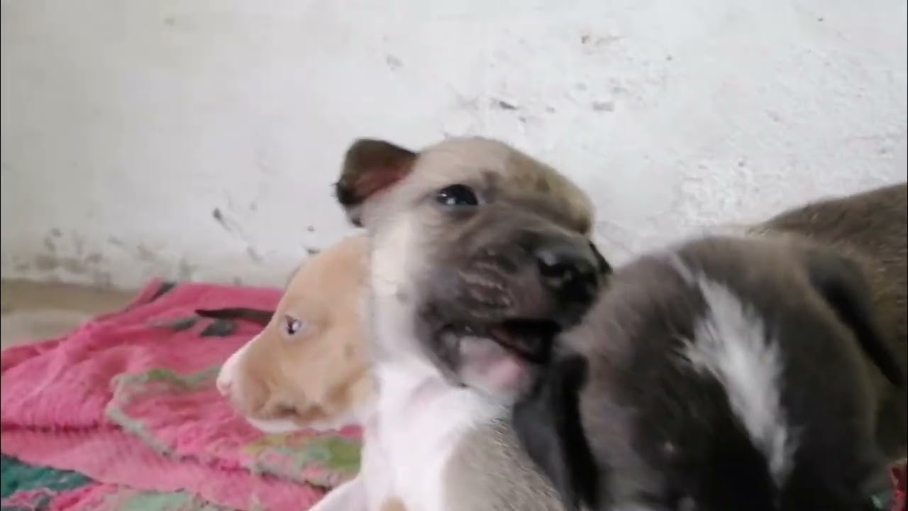 update sa mga anak ni Whitee... malilikot na sila.... 