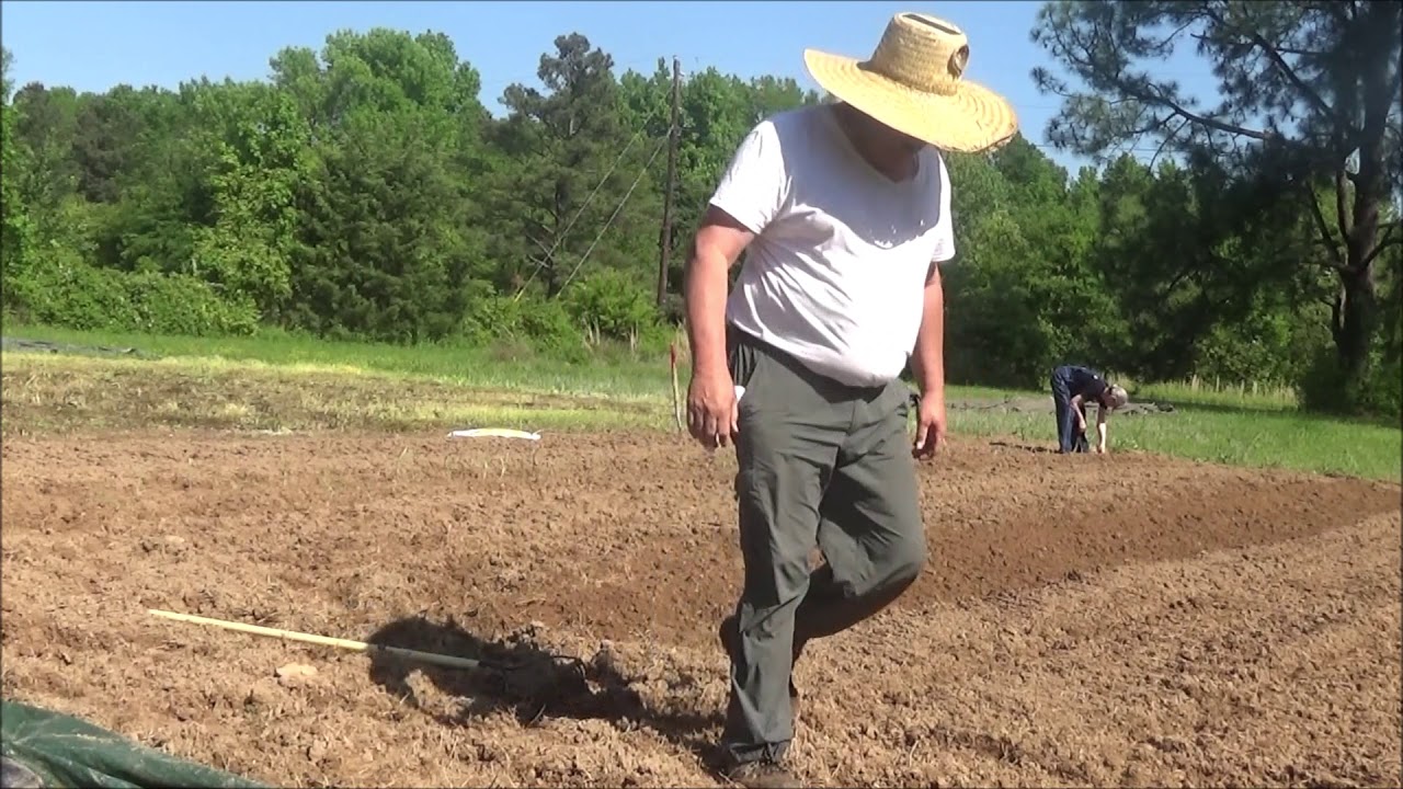 PLANTING HICKORY KING CORN