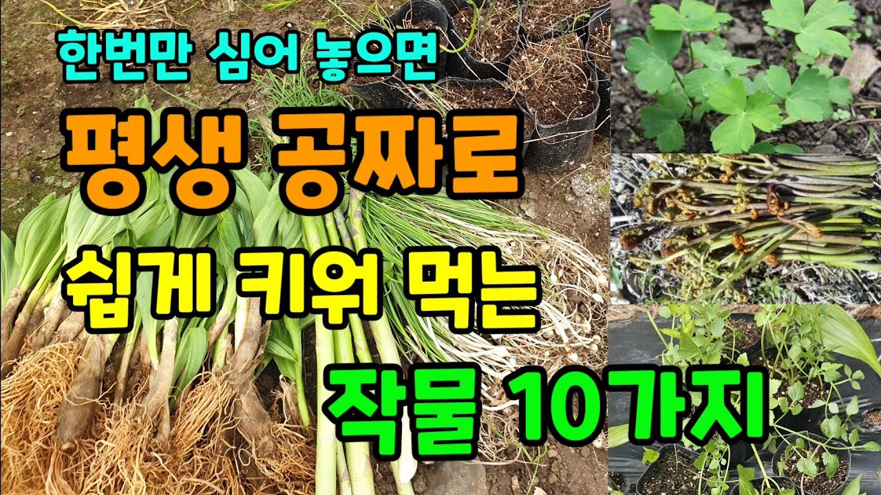 한번만 심어 놓고 평생 공짜로 수확만하는 작물 10가지 건강에 좋고 약이되는 작물 #평생수확하는작물