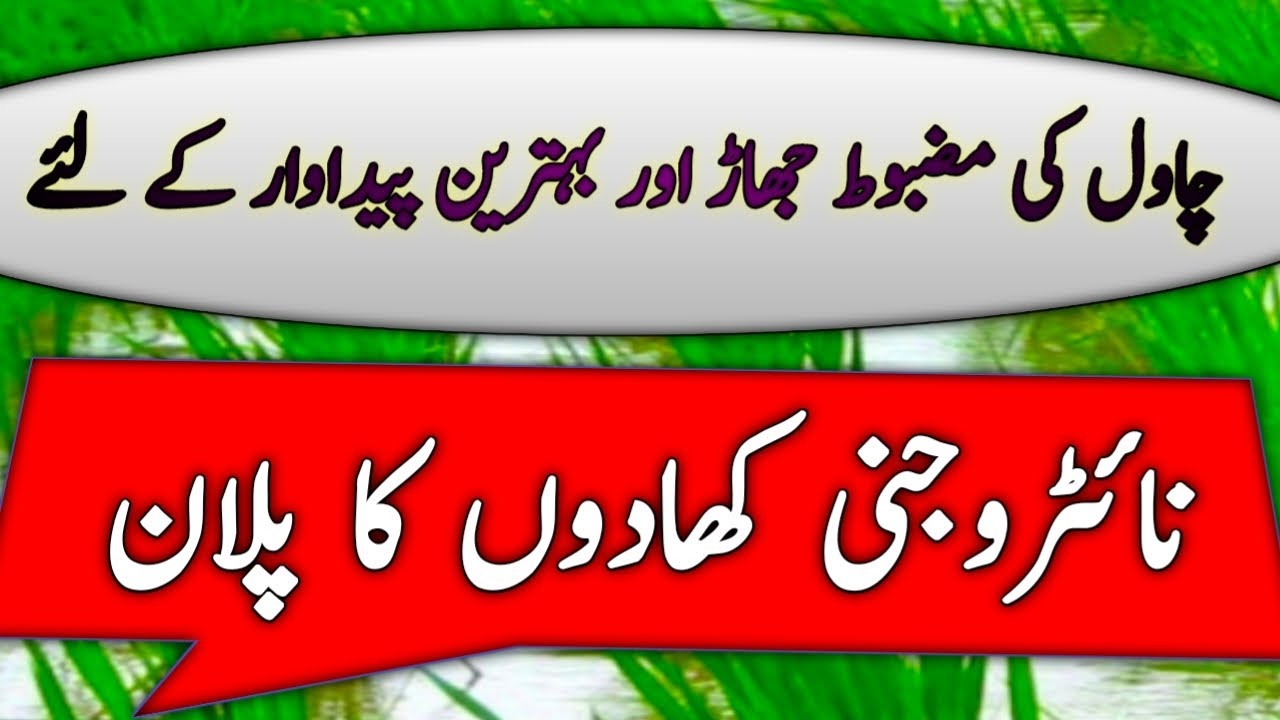 Plan of nitrogen fertilizer in Rice crop || agricultural top secrets