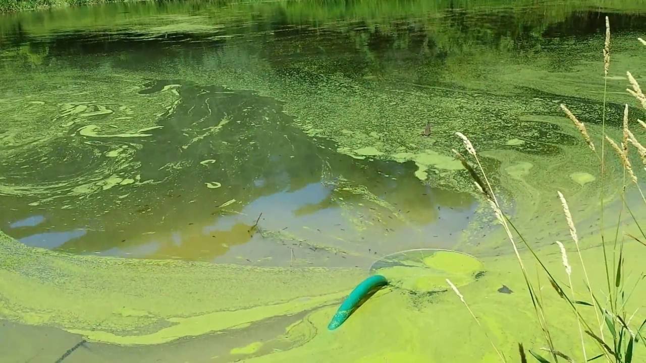 Removing duckweed from a pond